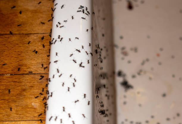 Best Mosquito Control Services  in Rosemount, OH