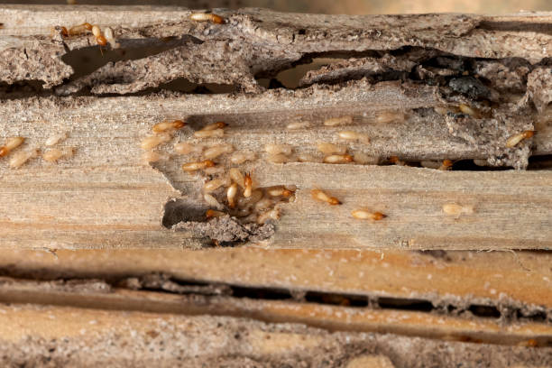 Pest Prevention Services in Rosemount, OH