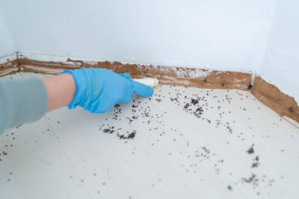 Best Cockroach Control Services  in Rosemount, OH